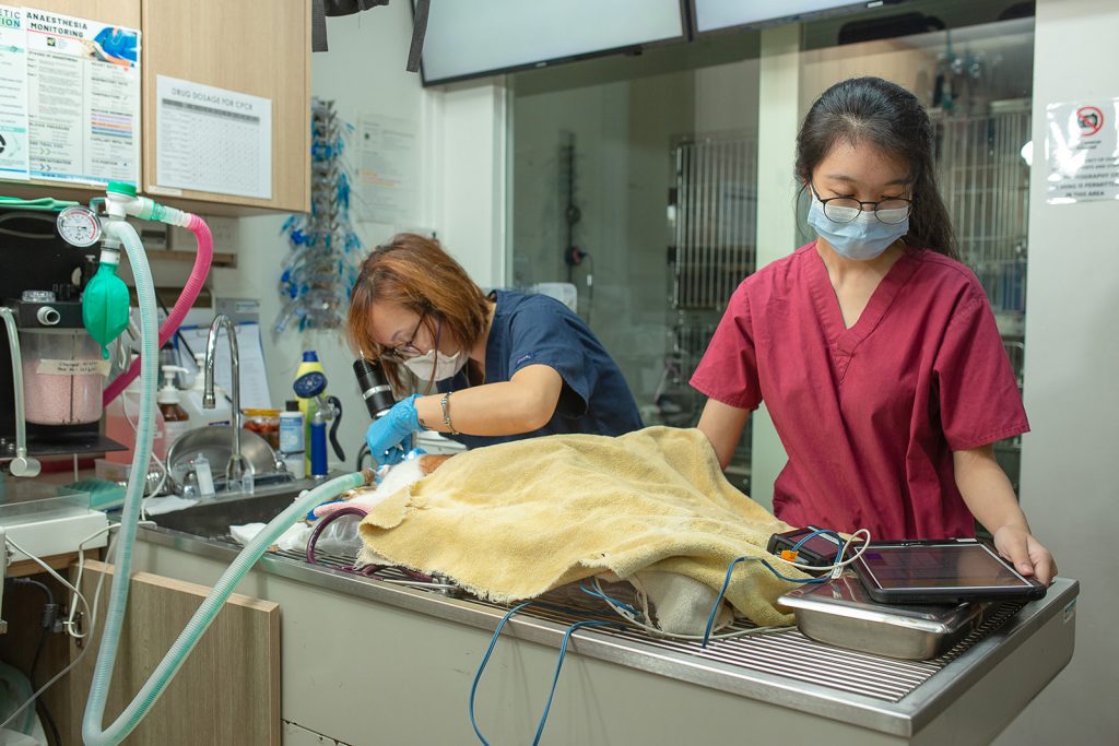 Gallery - The Animal Clinic Gallery - The Animal Clinic